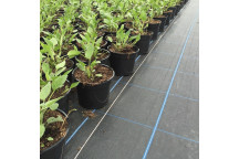 Permatex Premium Blue Grid 100 Sheeting, 1m Wide x 100mm Long